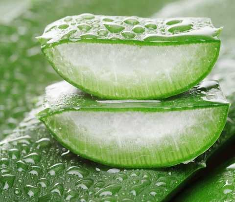 Aloe vera, tumbuhan yang biasa digunakan dalam minuman dan persediaan